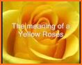 Yellow Rose HD Wallpapers related image