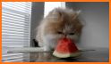 Cute Watermelon keyboard related image