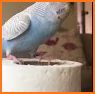Fluffy Birds : Pet Life related image