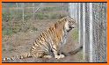 Zoo Rescue related image