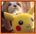 Life of Pika related image