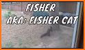 Happy Fishercat related image