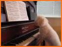 Toy Dog ​​Piano related image