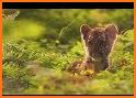 Fuzzy Seasons: Animal Forest related image