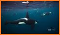 Orcas related image