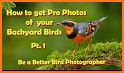 Bird Identifier: Identify Birds with photo Bird ID related image