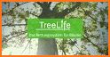 Treelife related image