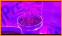 Grow with Jane - Cannabis plants growing partner related image