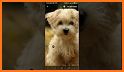 Puppy Wallpaper 🐶 related image