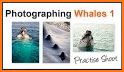 Whale Photo related image