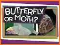 Butterflies: Identification, Information Lookup related image