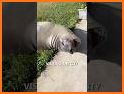 The Seal related image