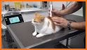 Acupuncture and laser therapy in dogs and cats related image