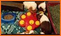 Guinea Pig Puzzle related image