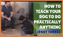 Dog Training : 101 related image