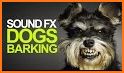 Dog Barking Sounds and Noises related image