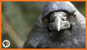 Crow related image
