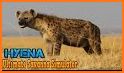 Hyena Simulator related image