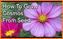 Cosmos related image