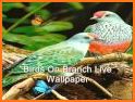 Theme for blue parrot bird branch wallpaper related image