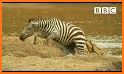The Zebra related image