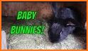 The Visible Bunny related image