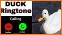 Duck ringtones related image