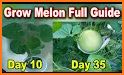 Honeydew melon related image