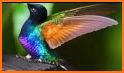 Colibri related image