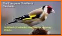 European Goldfinch Bird related image