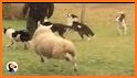 Happy Sheep related image