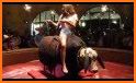 Mechanical Bull Rodeo related image