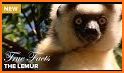 Lemur related image