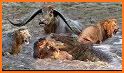 Wild Bear Ring Fighting: Wild Animal Adventure related image