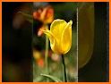 Yellow Tulip Theme related image