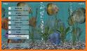 Discus Fish Aquarium TV - 3D Live App related image