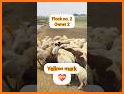 Sort Sheep Flock related image
