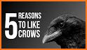 Crow related image