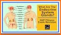 Anatomy Online Quiz: Endocrine System related image