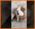 Guinea Pig Communicator related image