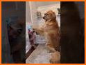 Golden Retriever Simulator related image