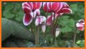 Cyclamen Camera related image