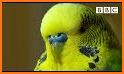 Parakeet Love Keyboard Background related image