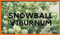 Snowball Push related image