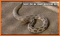 Snake Video: Made In India related image