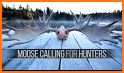 Moose Hunting Calls related image