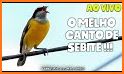 Canto da Cambacica Offline related image