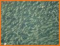 Shoal of fish related image