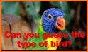 Bird Guide + Quiz Game related image