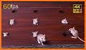 Mouse Chasing related image
